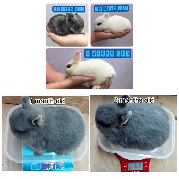 Myth vs Fact: “Teacup Rabbit”, “Palm-Size Forever” & “Never Growing Up Rabbit”