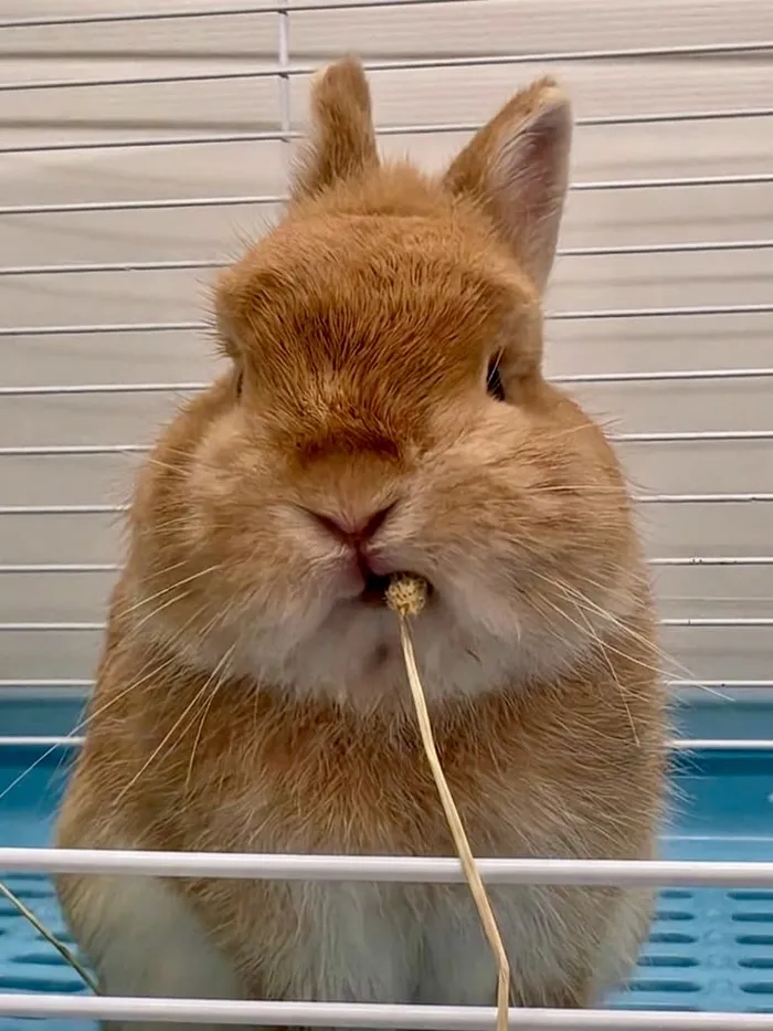 🐰 Package Comes with a Pet Rabbit… 😂