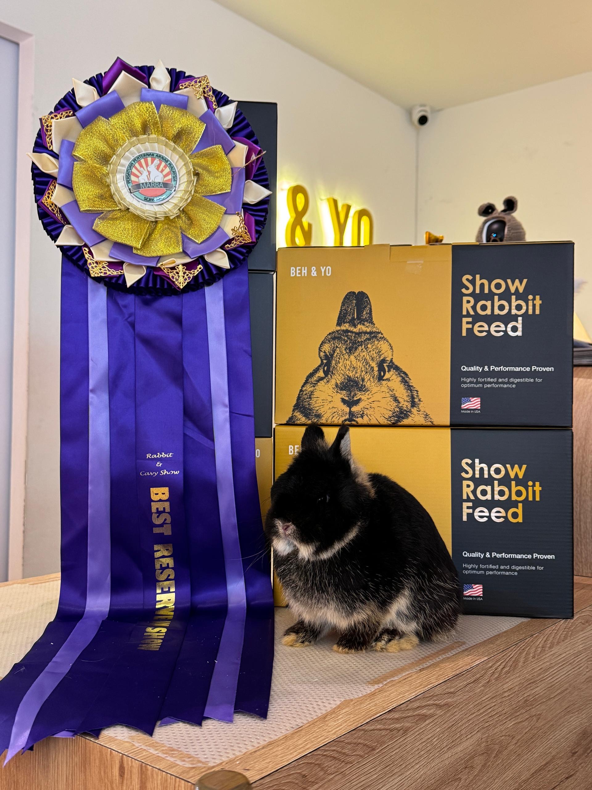 Beh & Yo Netherland Dwarf herd buck. 1 Grand Champion Leg