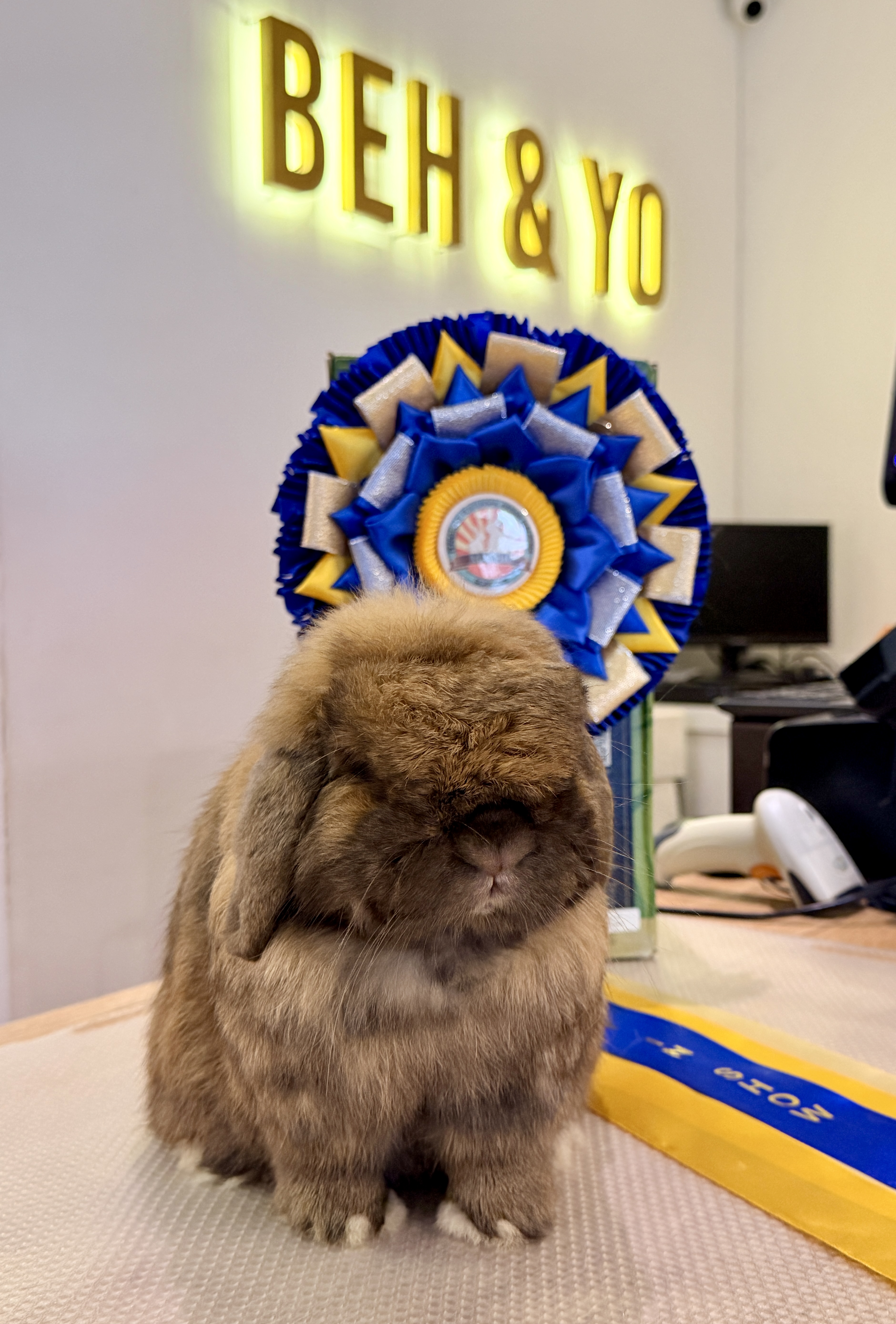 Beh & Yo Holland Lop herd buck. 3 Grand Champion Legs