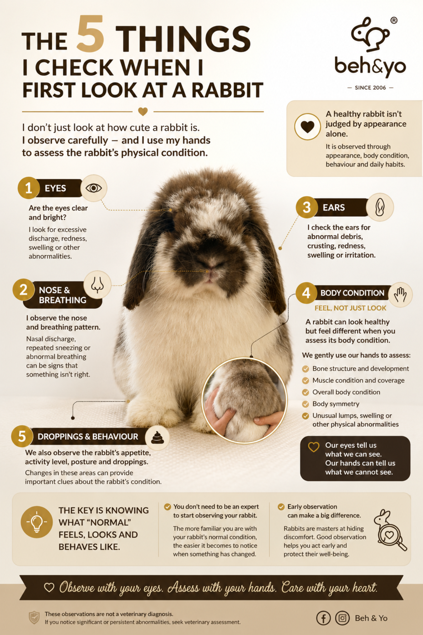 🐰 WHEN I FIRST LOOK AT A RABBIT, I CHECK THESE 5 THINGS