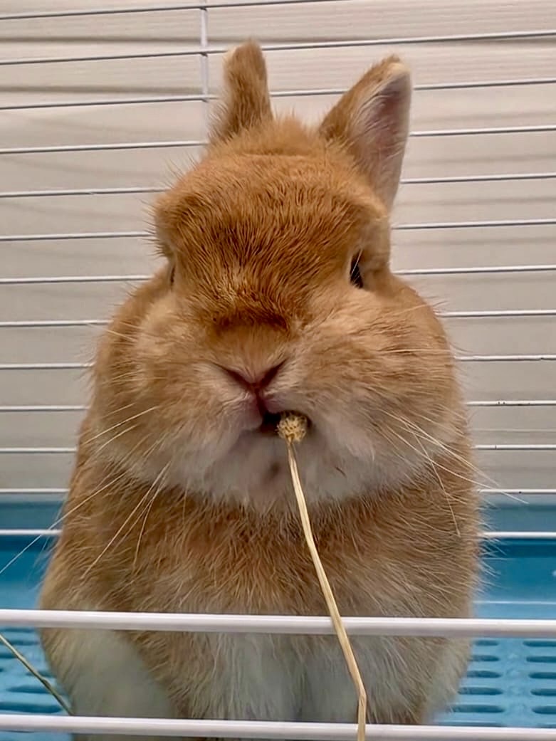 🐰 Package Comes with a Pet Rabbit… 😂