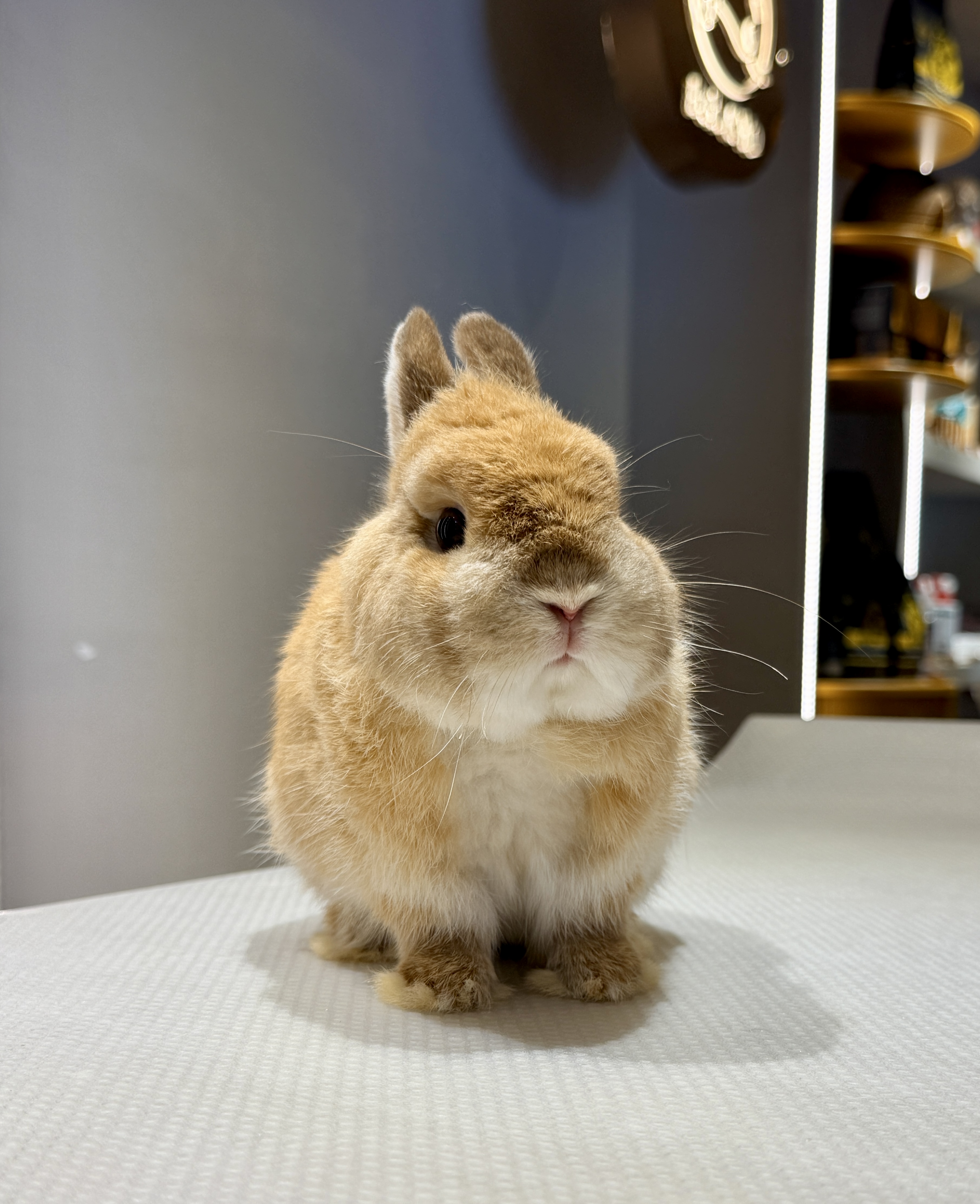 🐰 1 KG RABBIT — HEALTHY OR TOO SKINNY?