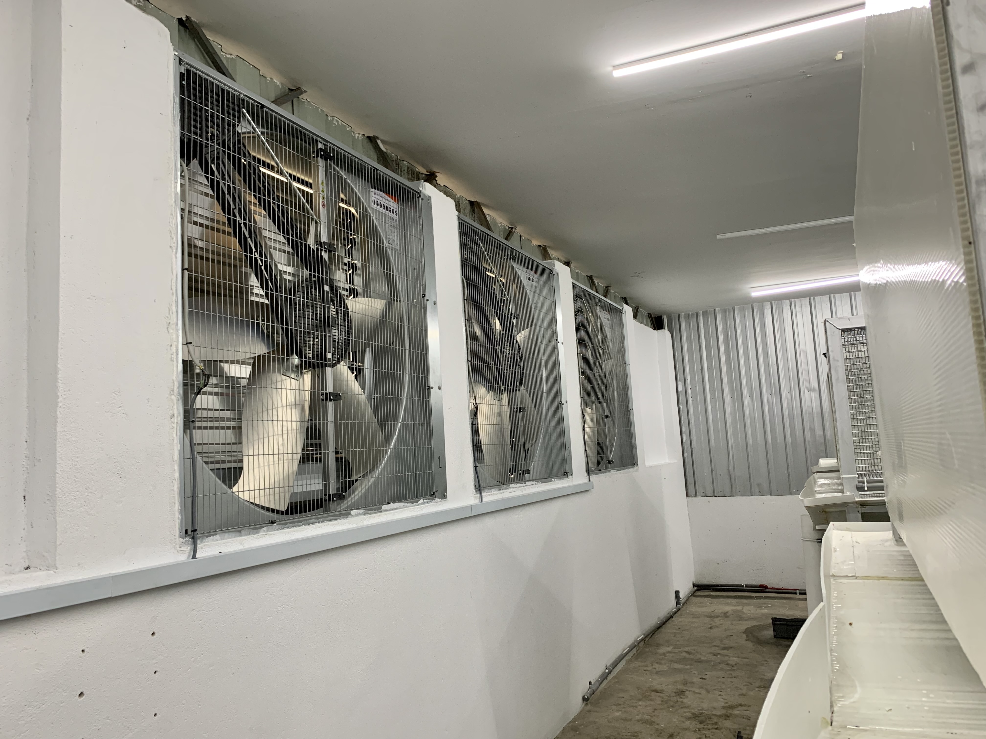 How Beh & Yo Reduces Heat Stress in Our Rabbit Facility