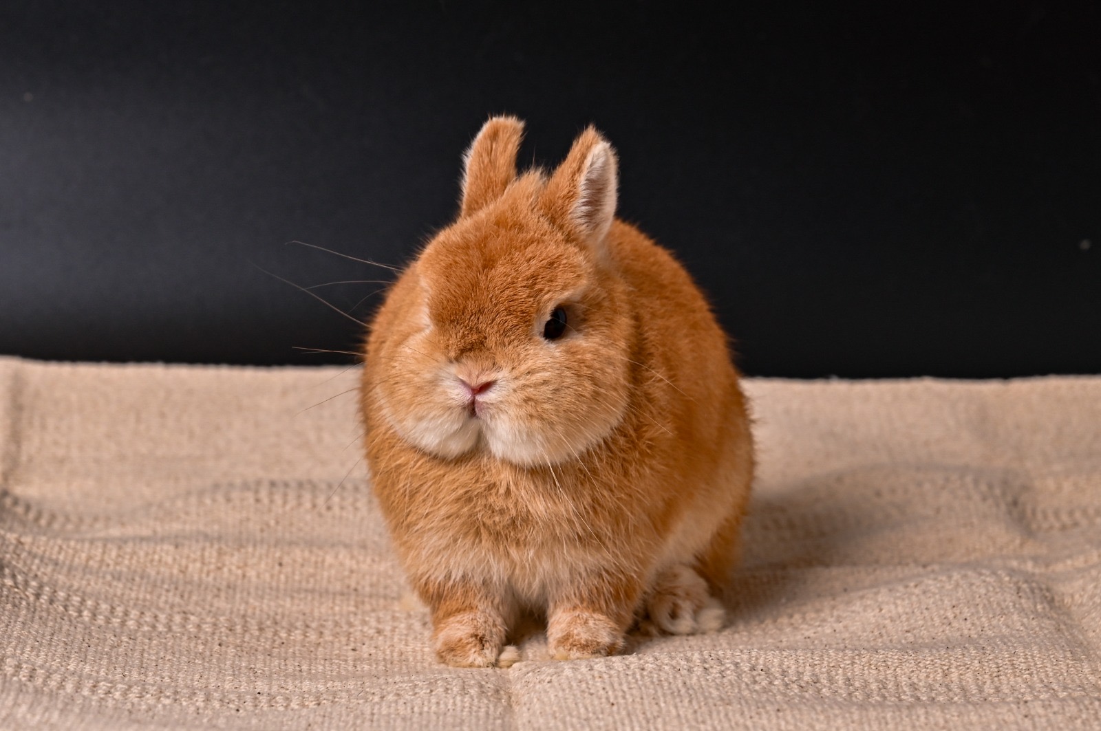Netherland Dwarf
