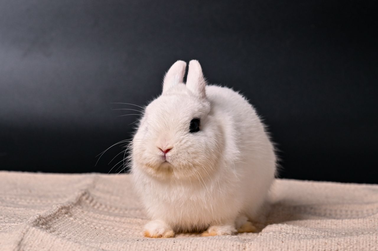 Dwarf Hotot