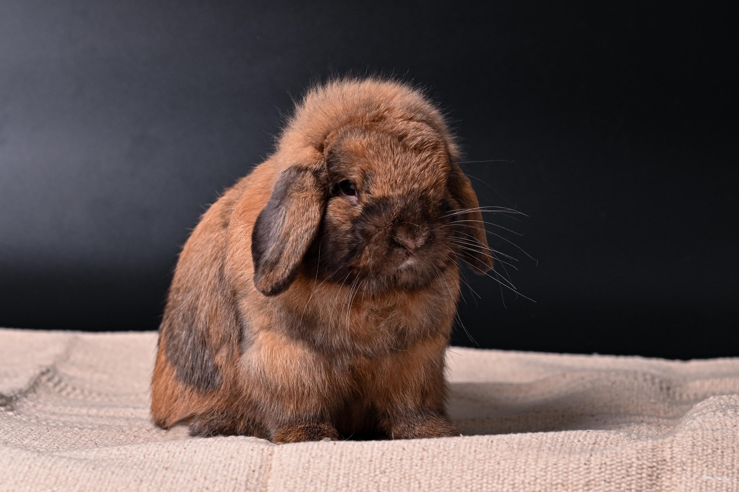Holland Lop