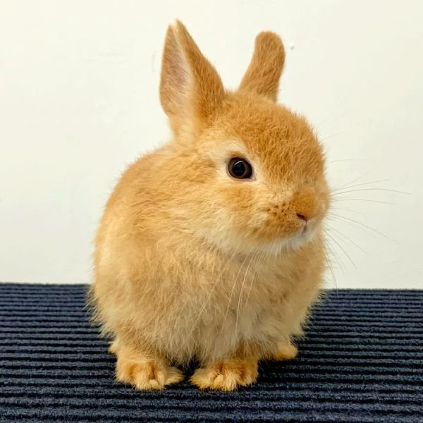 Netherland Dwarf Sample 2