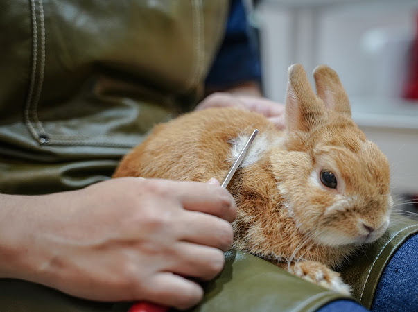 Rabbit grooming at Beh & Yo