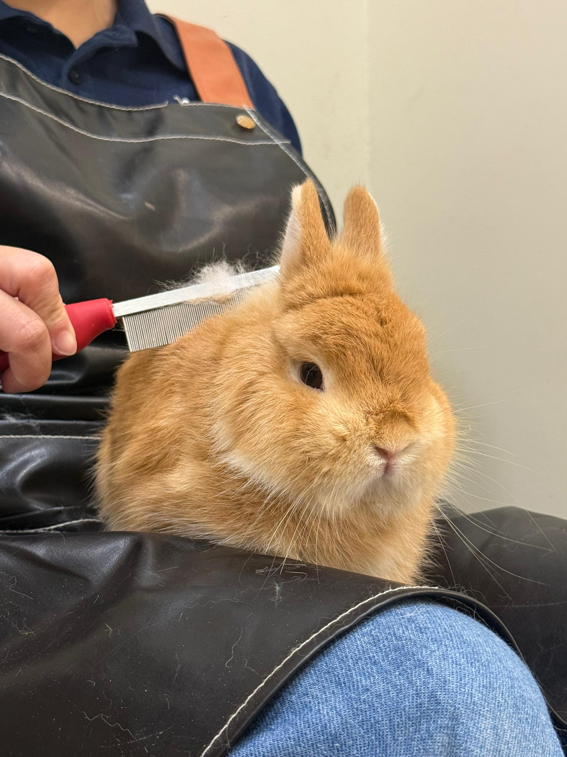 Rabbit grooming at Beh & Yo