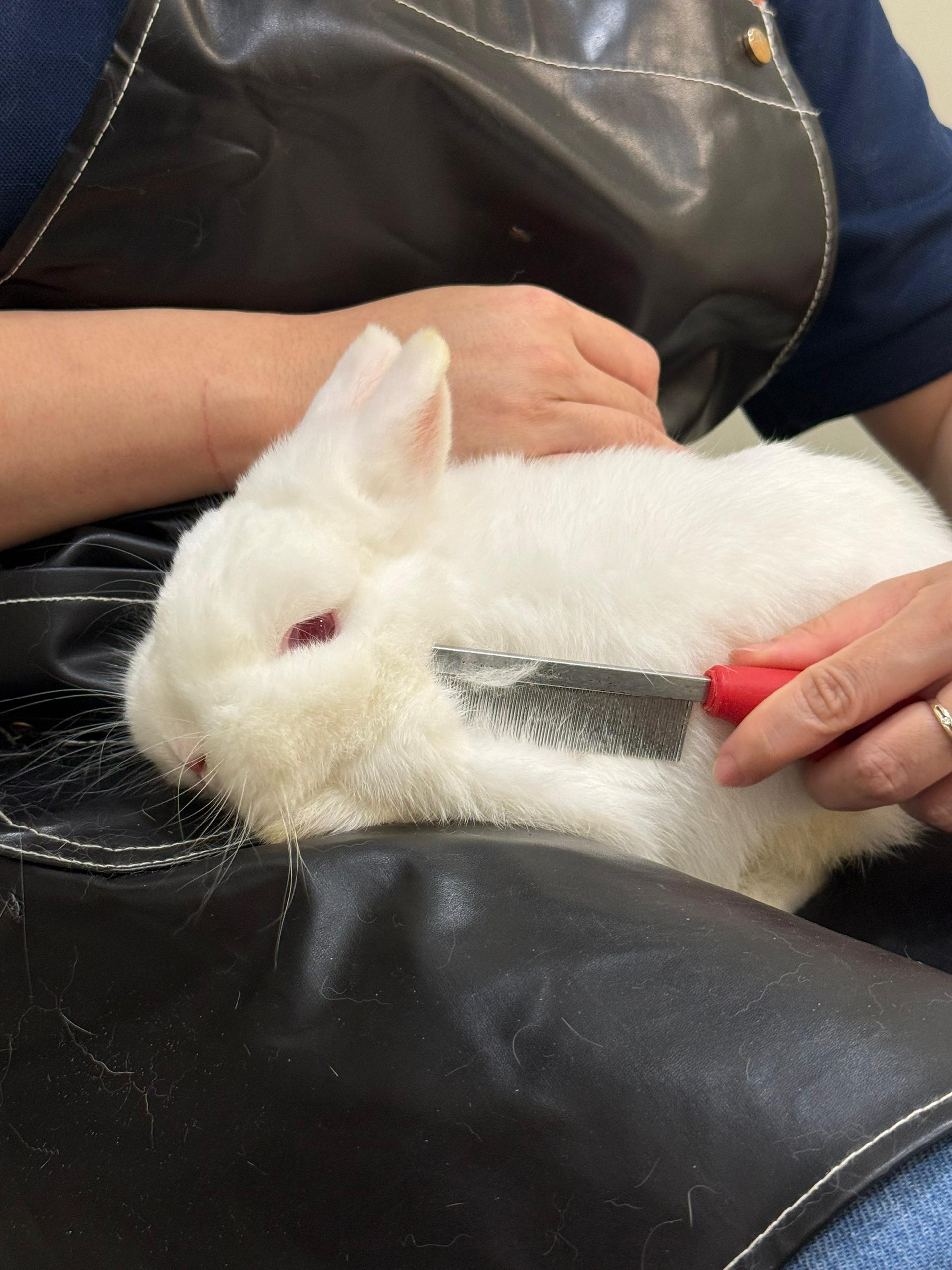 Full grooming service