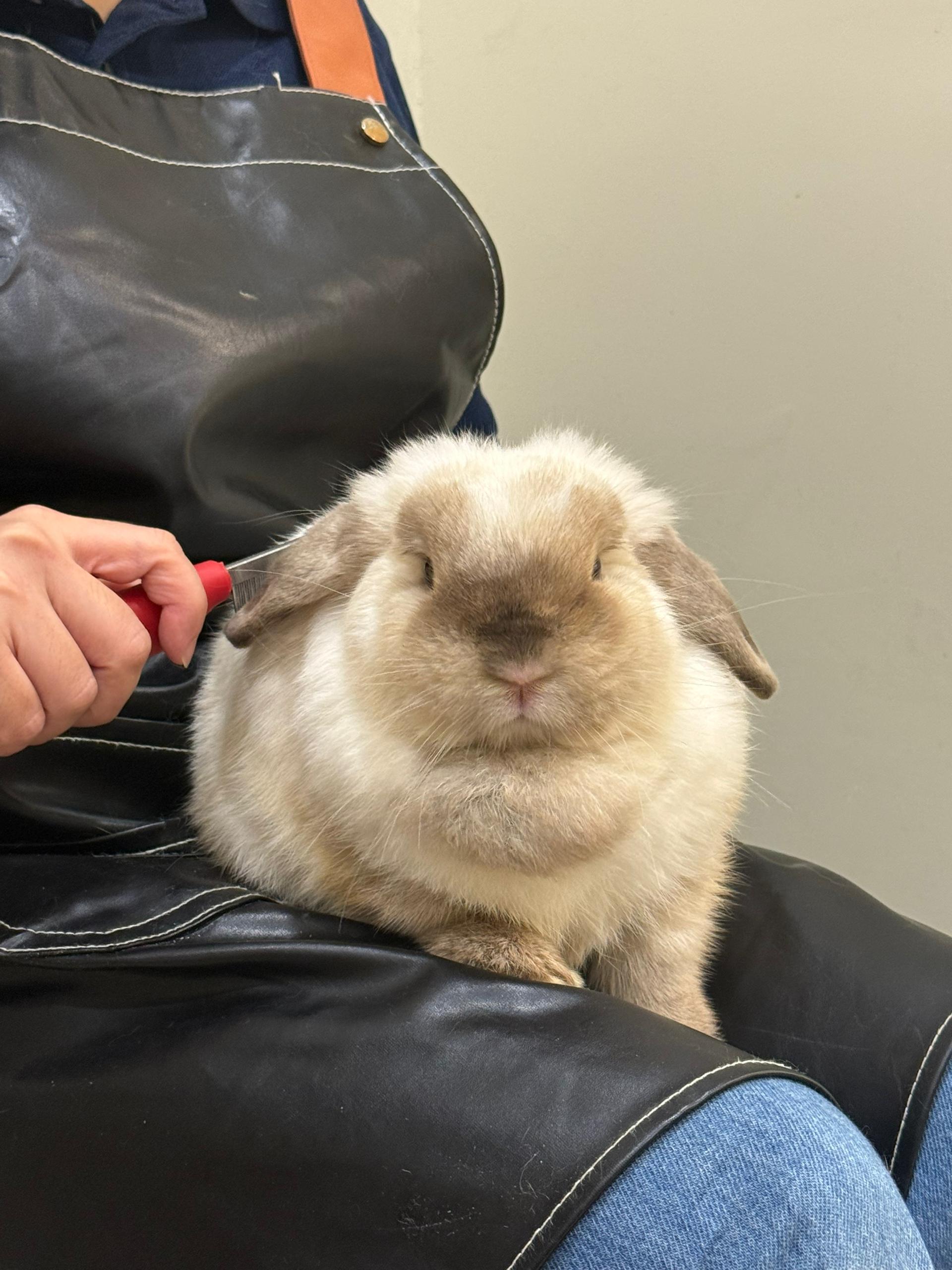 Beh & Yo gentle grooming method