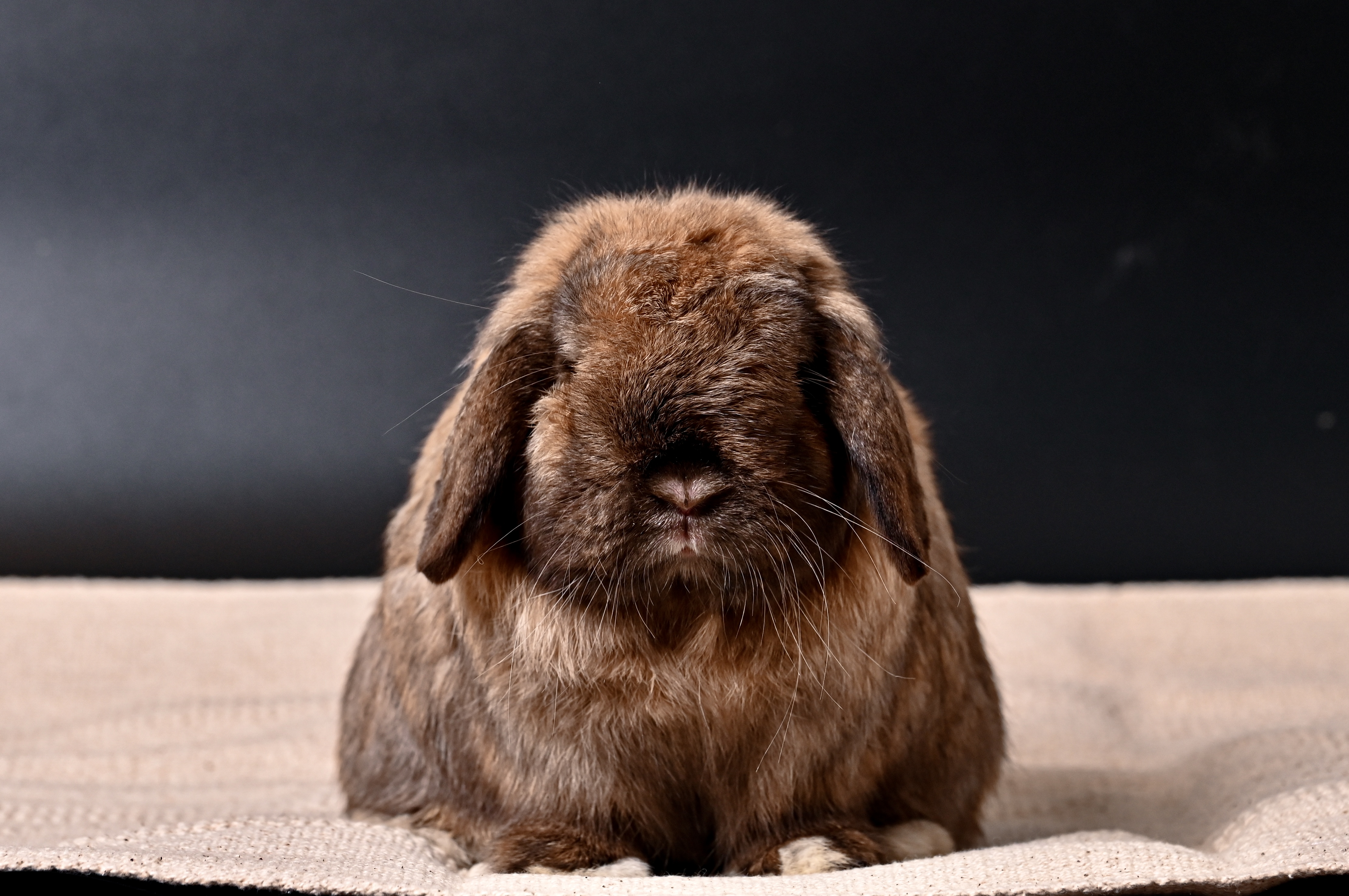 Learning gentle rabbit care