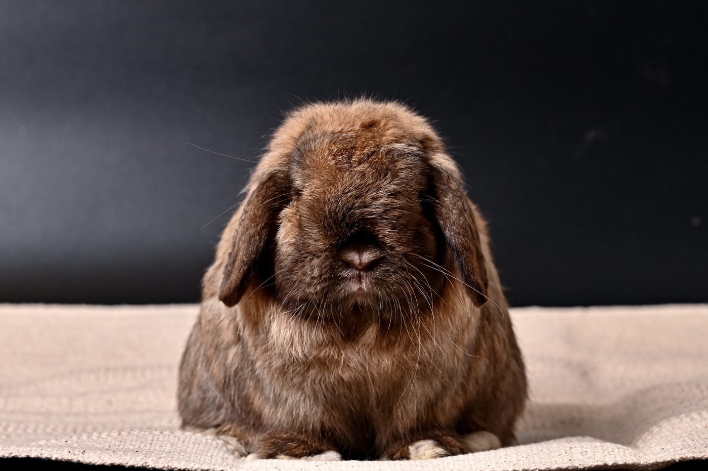 Learning gentle rabbit care